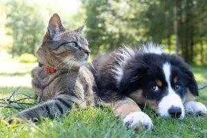 Fundraising for Pets - cat and dog